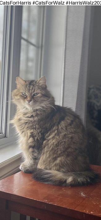 A small to medium-sized grey cat with whiskers and a snout is sitting on a wooden surface. The cat has a soft fur coat and appears calm. The image focuses on the cat, with dominant colors of grey shades.