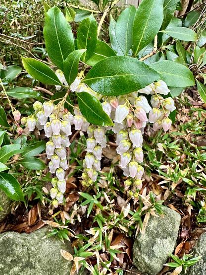 Pieris japonica