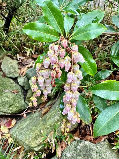 Pieris japonica