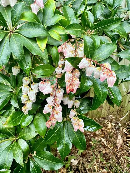 Pieris japonica