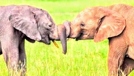 Photo with two elephants trunks embracing 