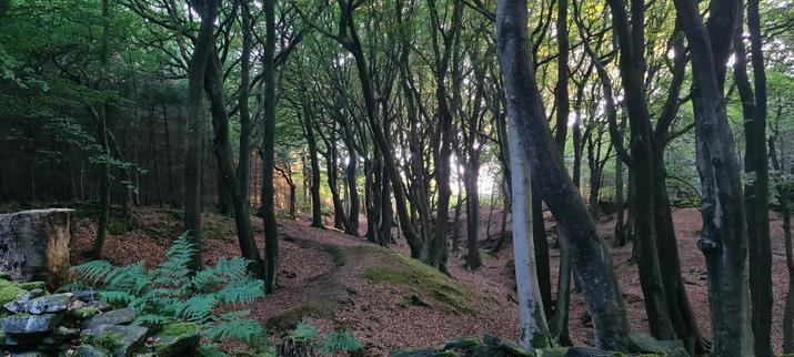 A woodland scene. A small valley, filled with tree trunks, under a canopy of green. Last year's leaves make the uneven floor orange. Through the trunks, in the distance, the outside world looks brighter, sunny even, but it's very tempting to stay hidden in the woods.