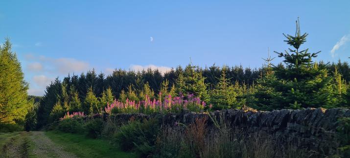 A rough track cuts along the left of the image, bounded by a stone wall to the right. Behind the wall, in the distance there is a woodland of pine and spruce trees, including one decidedly Christmas Tree shaped one in the foreground. On either side of the wall, there is rosebay willowherb in full flower - a tall, leggy wildflower with bright pink flowers at its top. It's a lovely summer evening - the golden sun lighting the flowers and trees, which are set against the almost entirely cloudless blue sky above. The moon, half full, is just about visible near the centre of the sky.