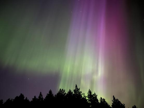 Red, purple and green Aurora borealis above a tree line. The Aurora curtains fall down in beautiful straight lines. 