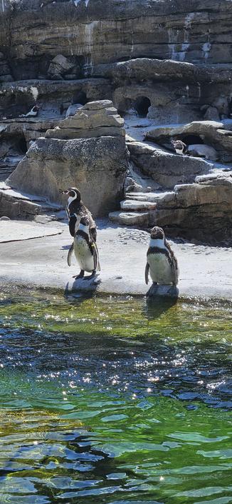 A photo of three penguins standing on the edge of a green tinted pool of water. They're black and white colored. They're in the process of molting and have comical feathers sticking out of them. They're south american penguins, not antartica penguins. More penguins can be seen behind them.