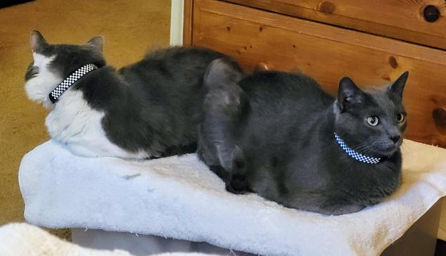 Sean, a grey and white fluffy cat, and Jorge, a solid grey cat, kittyloafing butt to butt on a towel on top of a plastic bin.  They enjoy being a bit taller.