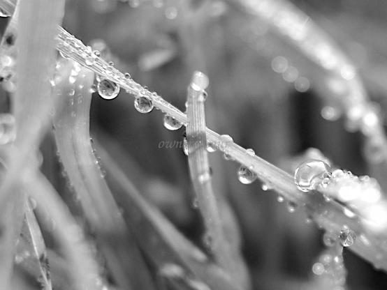 Drops, black and white, photo