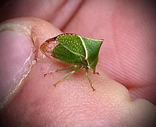 Green funny shaped bug