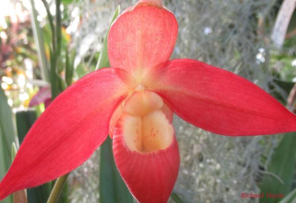 A photo of a flower 
It has three red petals and a yellow centre
It has a central pouch for protecting its pollen