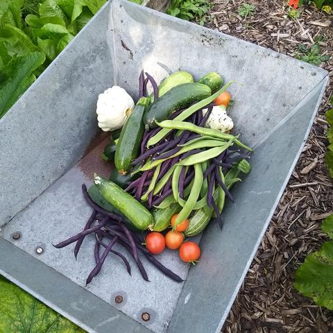 A steel wheelbarrow  full summer squash tomatoes cucumbers and beans.