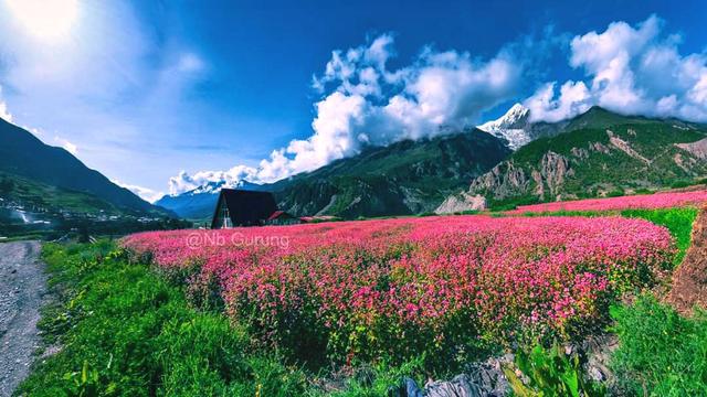 Blooming buckwheat plants en route to Annapurna circuit 