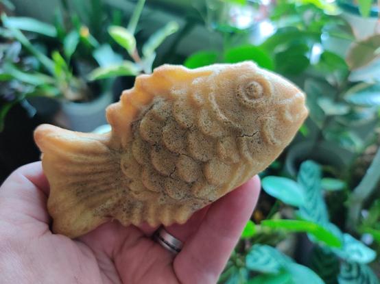 A gorgeous little pastry fish, with some house plants behind it.