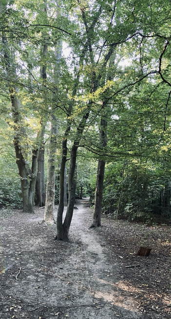 Bäume mit grünen Blättern, Weg