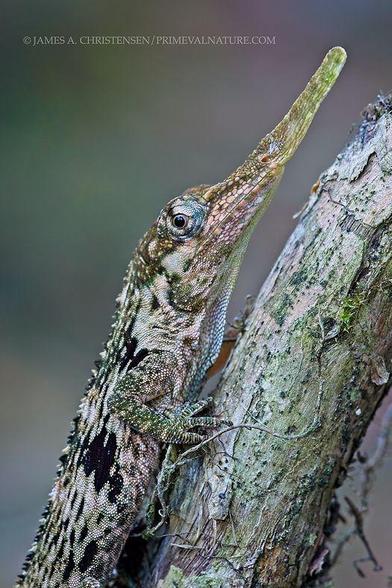 The picture shows a cryptically coloured lizard with a long snout appendage that is perfectly camouflaged in lichens and mosses. 