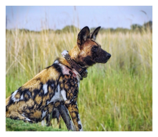 This is a colour art edited photo of a beautiful African Wild Dog sitting on a small mound in the green grassy marsh of the Okavango Delta in Botswana. The dog is looking to the left of the photo pondering his packs next move. His marbled coat is highlighted. This particular wild dog is collared and his movements are being monitored as the species is considered an endangered species. As photographed in the Moremi Game Reserve, Botswana 