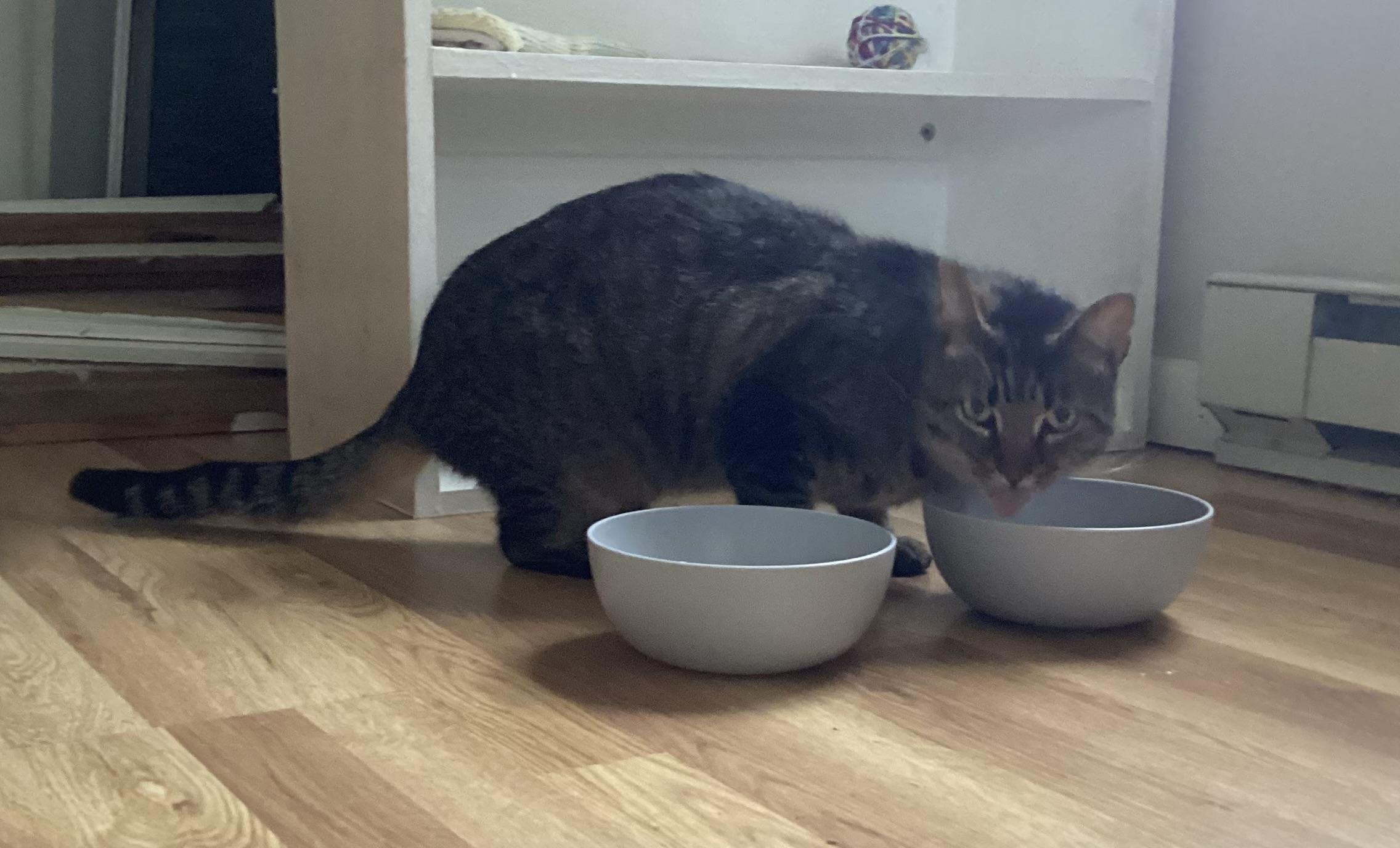 Somewhat blurry picture of a cat at his food bowl with his tongue stuck out on a wood floor with a shelf in the background cat toys that Bob B won’t play with.