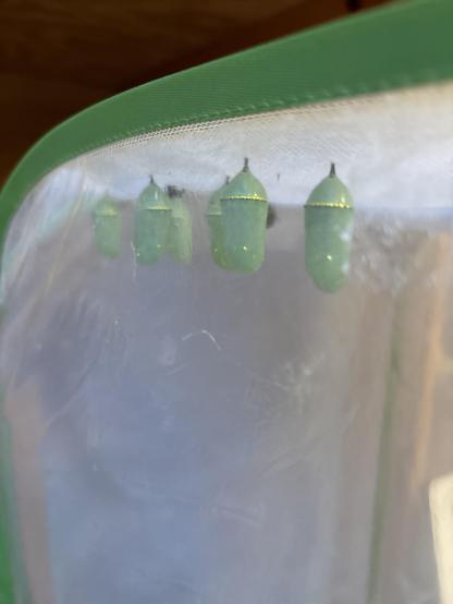 Monarch chrysalis is hanging at the top of a butterfly net/enclosure trimmed in green. 