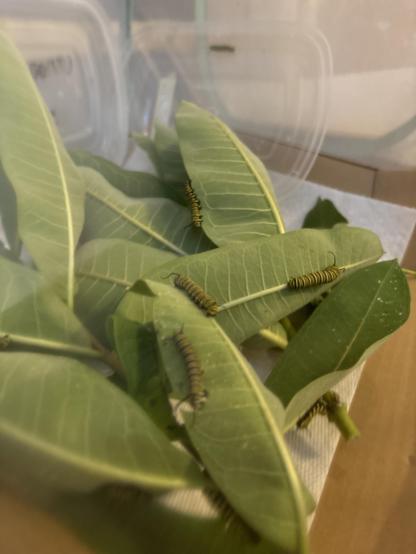 Monarch caterpillars spread out over two milkweed cuttings at the bottom of a caterpillar net/enclosure. 