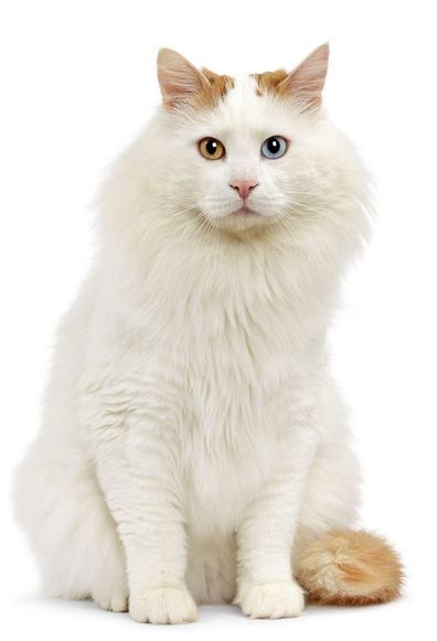 probably a Turkish Van cat