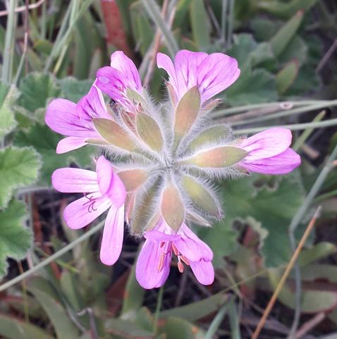 A photo of a flower head.
Six pale pink flowers extend in a ring from a central stem.
Buds for more flowers are visible above the open flowers
The buds are covered in fine hairs