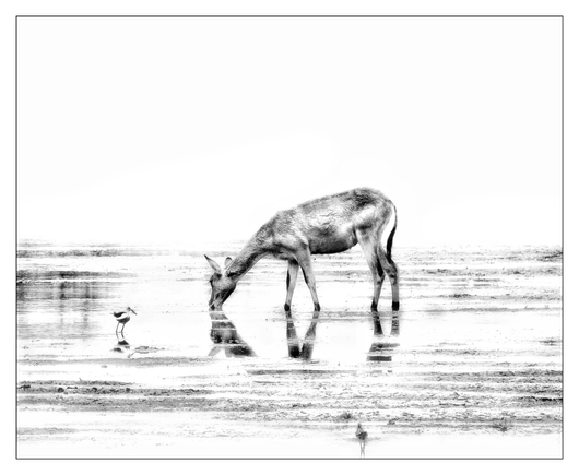 This is a black and white art edited photo of female impala standing in almost dry pan drinking the sparse water left in it. You can see the impala’s slight reflection in the water while two small wader birds join her. As photographed on the Okavango Delta, Botswana 