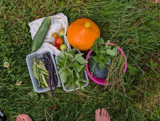 A small harvest on grass in various containers. Two bare feet are just visible next to them. Keen eyes would spot the corner of a beer bottle (for slugs). A cucumber and a few tomatoes on a white cotton bag. Small orange pumpkin. Pink plastic sieve with lemon balm, thyme and lavender. Square plastic container (ice cream, maybe?) with nettles. Same kind of plastic container with the beans from the other photos and the unshelled peas.