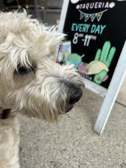 The left half of the photo shows a Wheaten Terrier's head and her front paws. She's standing with a pensive expression. Behind her to the upper right of the photo, a colorful sign of a taqueria is placed on the pedestrian side. 