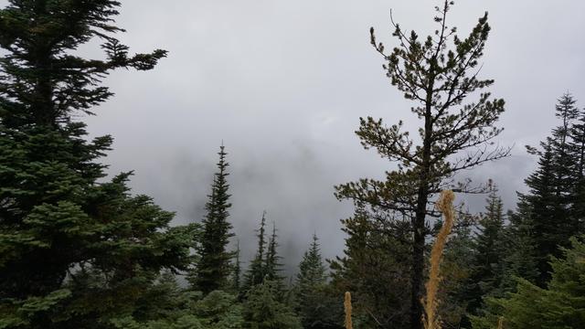 Evergreens in the foreground.
Fog, clouds, and barely visible mountains in the background