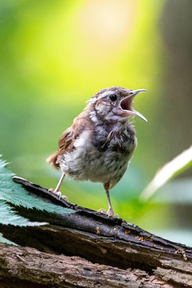 Carolina wren: A tiny, disheveled brown-and-white bird, its beak agape for a yawp, stands on a tilted log, against a background of bright chartreuse bokeh