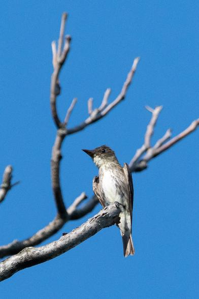 Olive-sided flycatcher: In the antler-like bare branches of a tree, a somewhat haggard-looking, angular small gray bird is perched, with a dark gray head, a white chin and breast, and olive-gray vest-like markings under its wings
