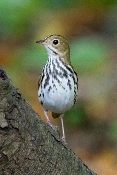 Ovenbird: A small bird is holding itself as tall as possible; the bird has a russet face, dark vertical stripes on its chest that run into its white belly, and a dark brown crown