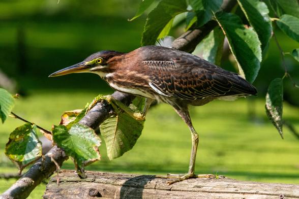 Green heron: A bird with a navy blue crown, a russet neck, and slate blue wings stands with its left foot on a log and its right clutching a branch that it's about to lever itself onto
