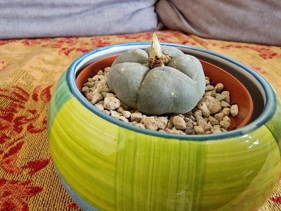 Peyote cactus with a budding flower in a pot.