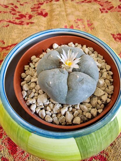 Flowering grey-green peyote in a pot, seen from above.