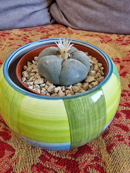 Flowering grey-green peyote in a pot, seen from the side.