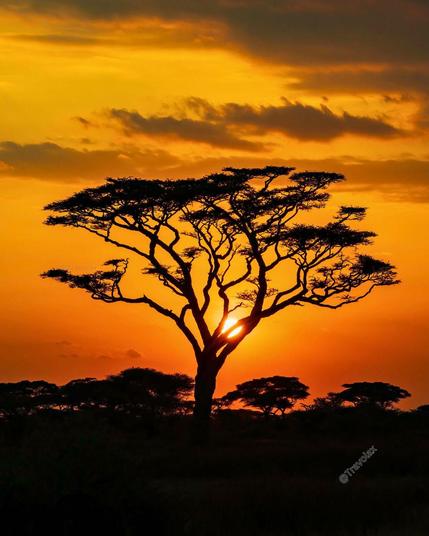 Sunset in Africa