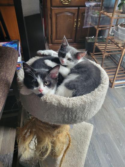 Two small kittens cuddle in the top of a battered cat tree, one is black with phallic white markings on his face, the other is grey with white markings.