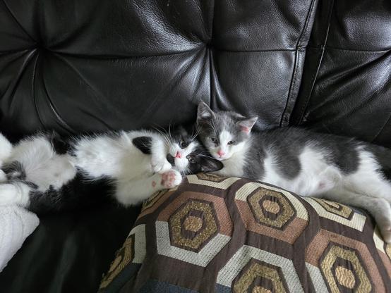 Two small kittens lounge on a black leather couch and throw pillow with a geometric pattern. One kitten has a mostly white tummy with black markings and the other is grey with white