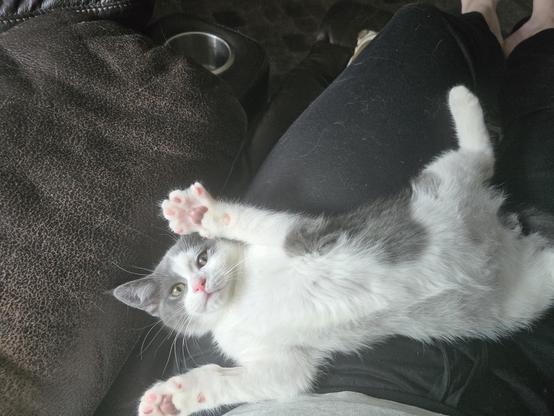 A tiny kitten lays upside down in my lap with his paws up, his tummy is mostly white and he has grey spot he's, I'm wearing black pants.