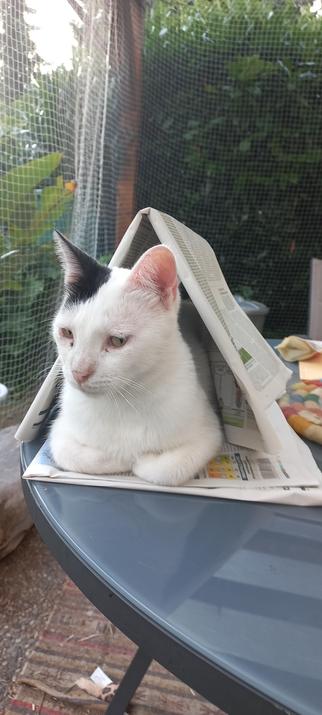 White Cat witca black ear sitting in a newspaper tent