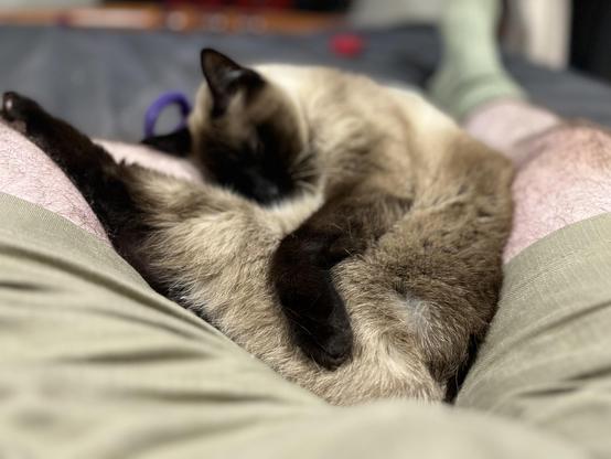 The image shows a beautiful cat, Boudica, the author’s seal point Tonkinese rescue cat. The cat is curled up and sleeping peacefully in-between my legs, on a bed.
The cat's fur is a lovely mix of light beige and darker brown, typical of the seal point coloration. The face, ears, and paws are darker, while the body is a lighter shade. The fur looks soft and plush, especially visible on the cat's body.
Boudica is in a classic cat sleeping position i.e. weird, with her body curled up and her face partially hidden. One can see the delicate whiskers and the pointed ear typical of Tonkinese breeds.
In the background, there's a hint of a purple object, a handmade woolen cat toy. The image has a shallow depth of field, focusing on the cat and blurring the background slightly, which adds to the cozy, intimate feel of the photograph.
It's a charming and peaceful image that captures the contentment of a pet cat at home.