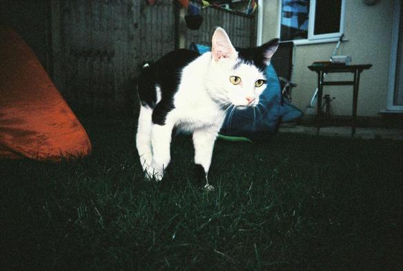 a pretty black and white cat 
