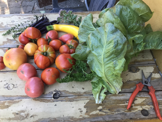 ein Gartentisch mit einem bunten Stilleben frisch geernteter Tomaten Berner Rose, Vivagrande, Ananas und anderes Gartengemüse 