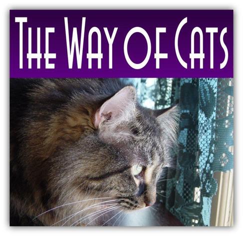book cover, with a purple background and white letters spelling out The Way of Cats, and a Maine Coon brown tabby looking out of a window with green lace curtains