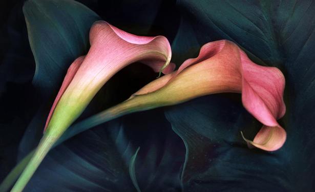 Two elegant pink calla lilies curve gracefully against a dark, leafy background. The delicate petals contras