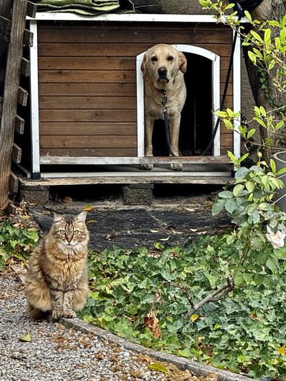 A golden dog is standing in its doghouse, while a fluffy, tabby cat sits calmly in front of it. Surrounding them are green ivy leaves and scattered autumn leaves.
