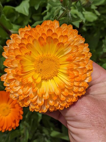 An incredibly colorful bloom with orange tips, pale cream petals with vibrant yellow center.