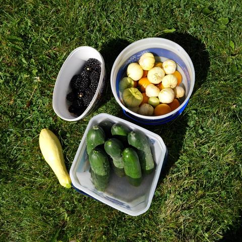 Fruits and vegetables strategically arranged on a luscious green lawn for a premium photo shoot of premium food, or just randomly placed in a quick manner to take a photo to count the quantities at a later time and eventually uploaded for others to see maybe.

There are less than 1 quart of blackberries in an oval white plastic container. There are small orange tomatoes and yellow husked tomatillo in a round white plastic container. There are 7 green cucumbers in a square white plastic container. There is one yellow summer squash laying lonely on the grass, but abiding all social rules related to single units.
