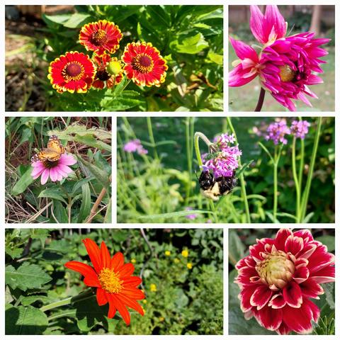 Close up bright purple, orange and red blooms
From top left dark red sneezeweed, 1st purple dahlia, verbena with native bee hanging on, Joubert dahlia just opening, 1st or 2nd orange tithonia, coneflower w native butterfly