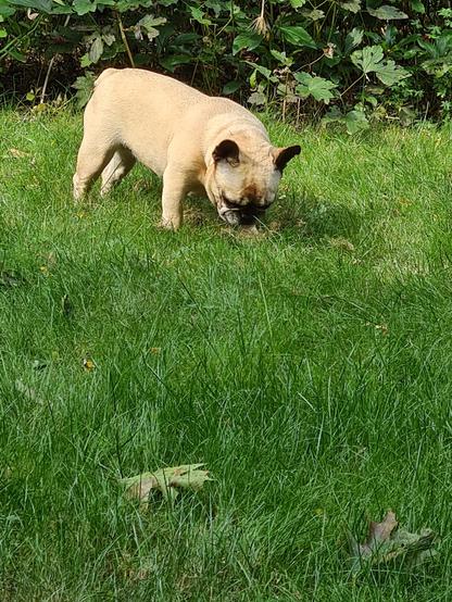 Franse bulldog aan het snuffelen in het gras.